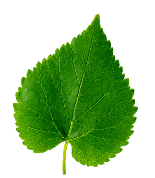 <p><strong>Mulberry leaf</strong></p>